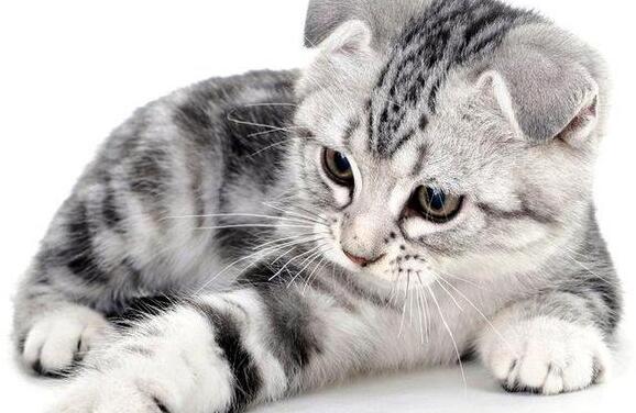 怎么了解猫咪的寿命?宠物猫的年龄判断方法 怎么了解猫咪的寿命?宠物猫的年龄判断方法