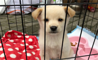 小狗寄养一个月多少钱