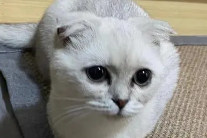 如何给折耳猫清理耳朵? 如何给折耳猫清理耳朵?