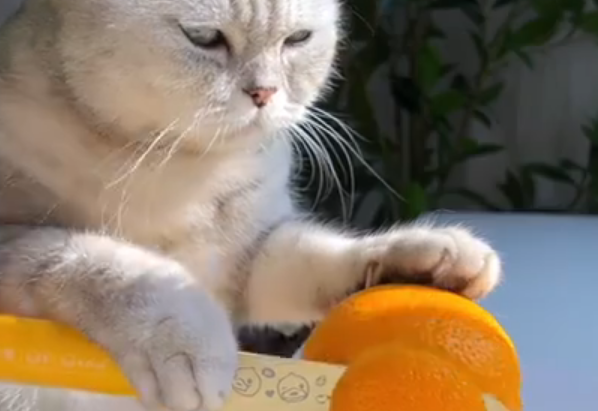 猫王做美食水果全集