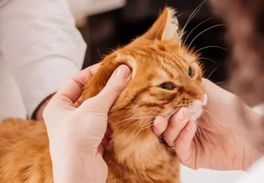 被家养的猫抓伤耳朵了怎么办