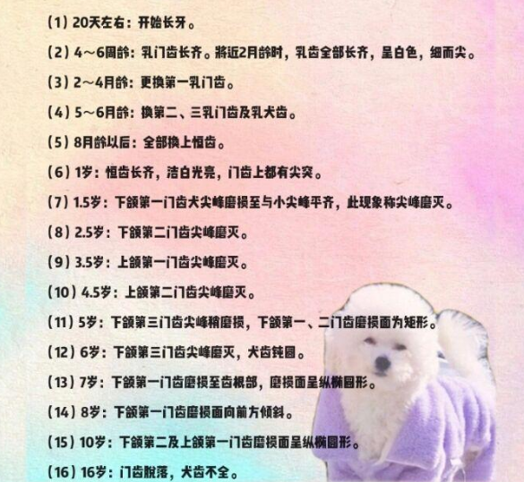 狗狗牙齿图解