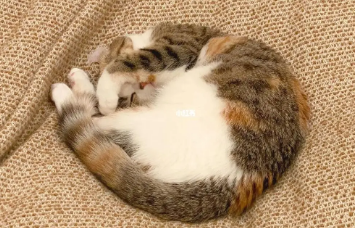 猫咪为什么不能搂着睡觉 猫咪为什么不能搂着睡觉