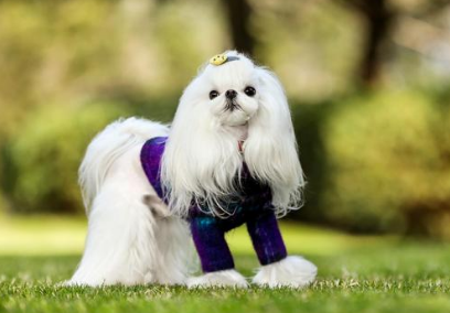 有的狗狗为什么会长头发的原因