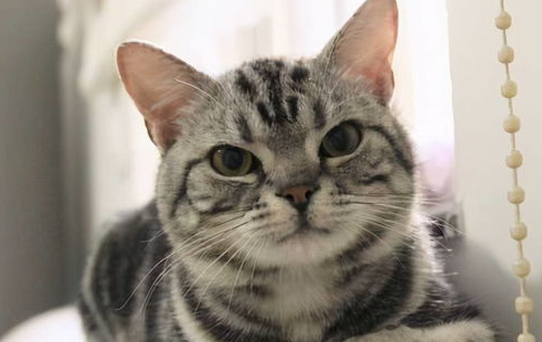 美短太淘气怎么训练?调教美国短毛猫的正确方法! 美短太淘气怎么训练?调教美国短毛猫的正确方法!