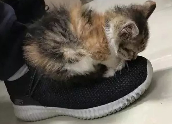 猫咪为什么玩鞋子的视频