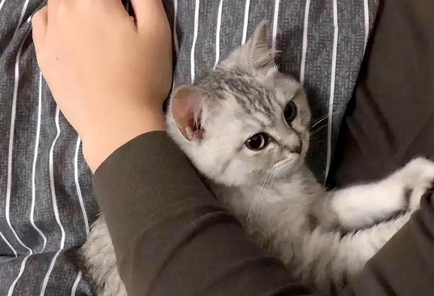 为什么猫咪喜欢你咬我衣服