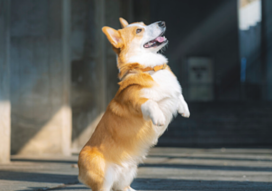 柯基幼犬补钙用哪种 柯基幼犬补钙用哪种