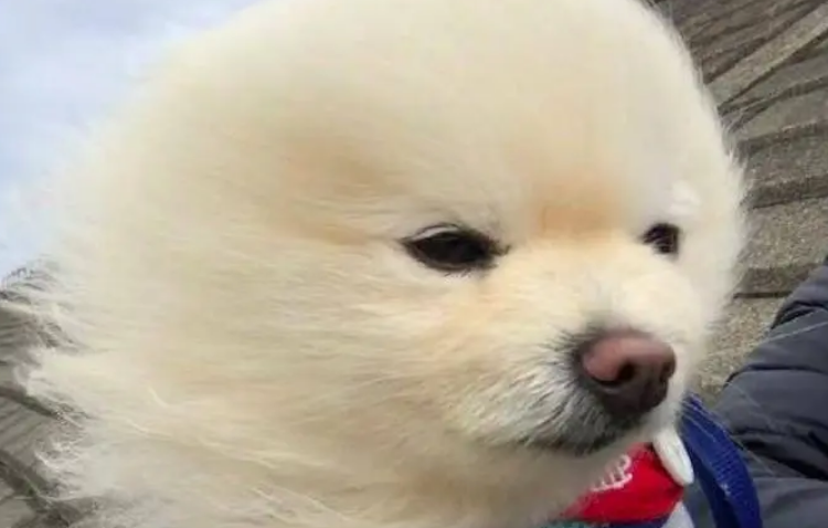 狗狗为什么都爱吹风