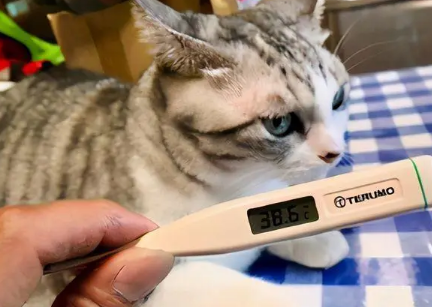 猫咪体温多少度算正常