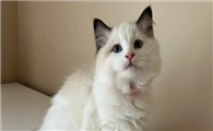正规猫舍的布偶猫