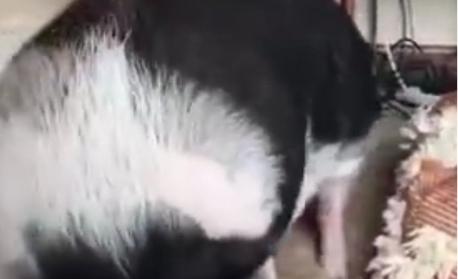 网友养了一只哈士奇和一只猪，每次为了叫猪起床