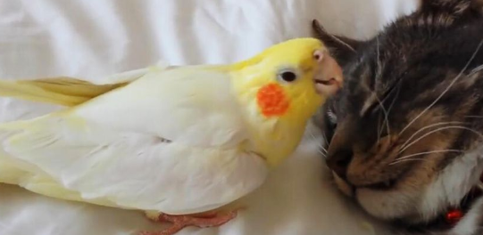 玄凤鹦鹉和猫能不能一起养