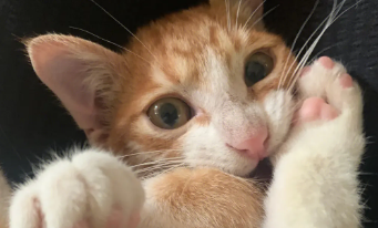 猫咪为什么会喜欢频繁咬自己