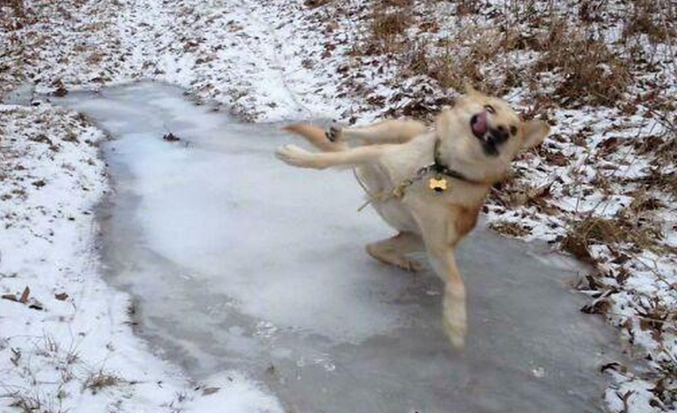 为什么狗狗会滑倒 为什么狗狗会滑倒