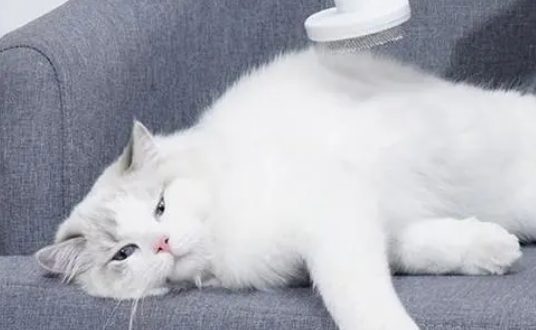 如何给猫猫护肤美容? 如何给猫猫护肤美容?