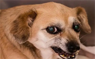 狗得狂犬病多久会死亡