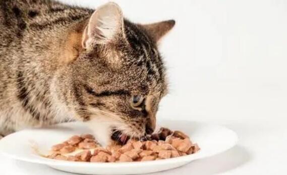 爱波克猫吃安全吗 爱波克猫吃安全吗