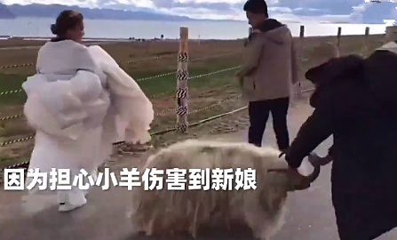 女孩拍婚纱照时被羊顶,摄影师拉开了它,没想到却引火上身 女孩拍婚纱照时被羊顶,摄影师拉开了它,没想到却引火上身