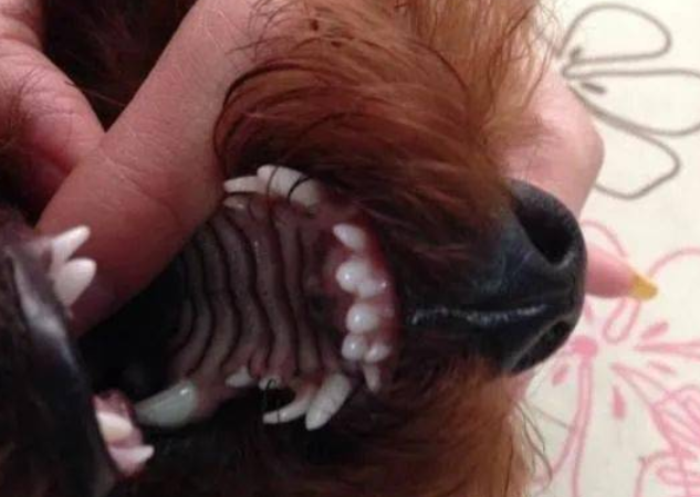 怎么样保护贵宾犬的牙齿健康