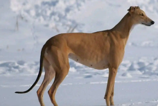 不普遍的灵缇犬,奔跑速度最快的小狗之一 不普遍的灵缇犬,奔跑速度最快的小狗之一