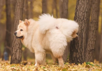 狗狗不排尿用什么药