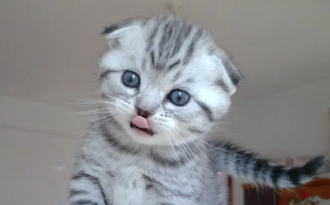 折耳猫耳朵里面的清洗方法及注意事项! 折耳猫耳朵里面的清洗方法及注意事项!
