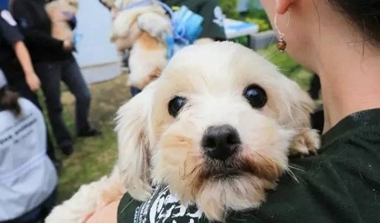 狗狗长了双排牙怎么办？宠物狗双排牙的主要危害？