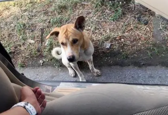 为什么狗狗老是追车
