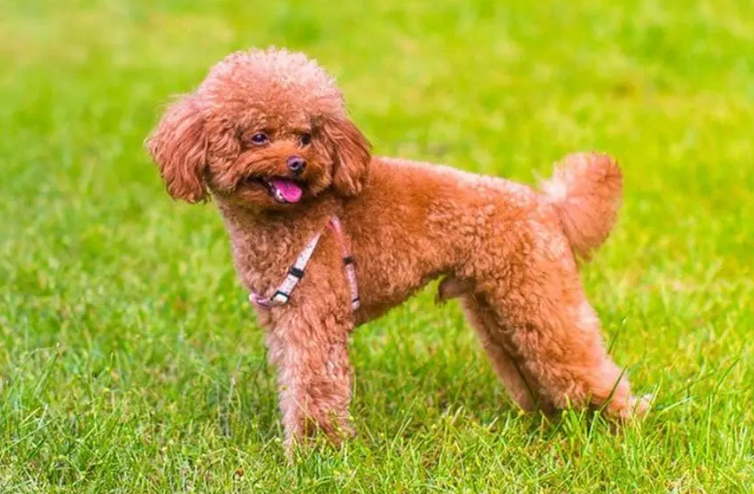 开水烫死几只泰迪犬