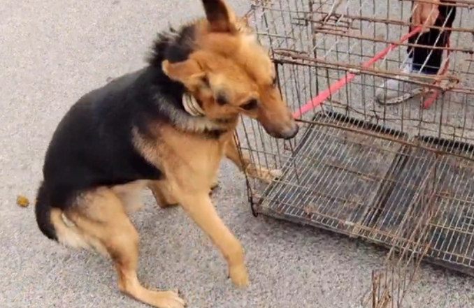 为什么狗贩子会饿狗狗