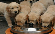 金毛犬都可以吃什么食物
