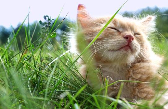 那些没到寿终正寝的猫咪,肾功能衰竭是最大杀手! 那些没到寿终正寝的猫咪,肾功能衰竭是最大杀手!