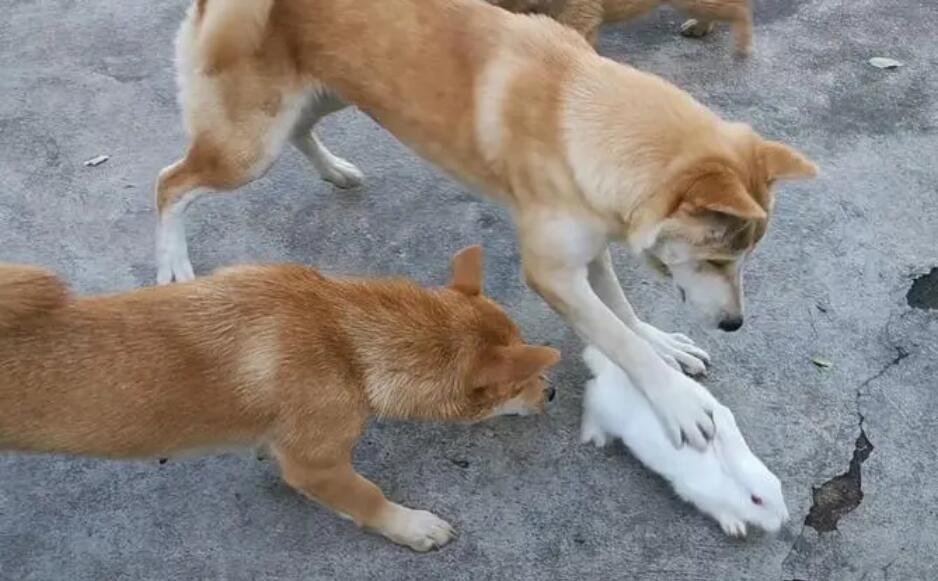 狗见到兔子为啥那么激动