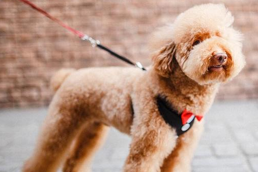 泰迪犬背毛怎样变亮？感兴趣的来get下吧