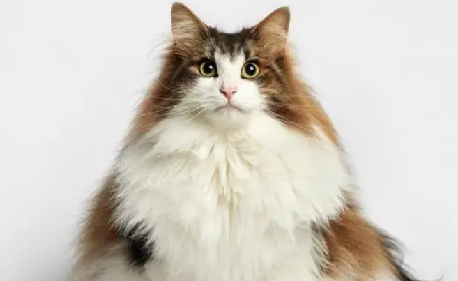 挪威森林猫要注意的健康问题？
