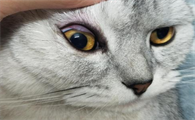 猫咪眼睛为什么不亮了怎么回事