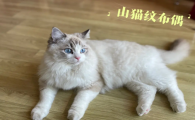 山猫纹布偶图片大全