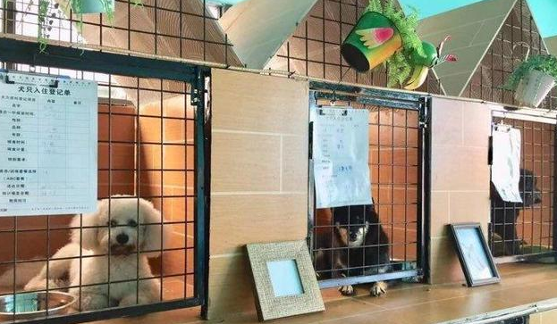狗狗寄养一个月600贵吗