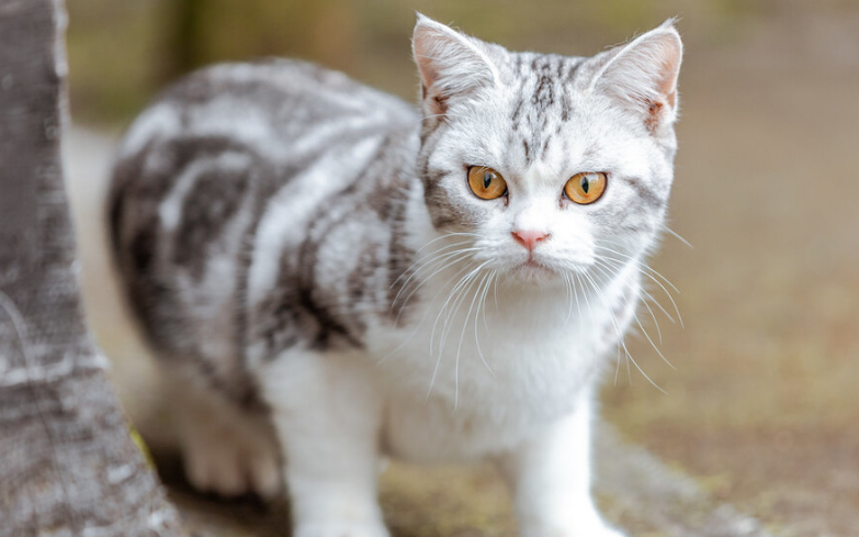 为什么短尾猫不能养