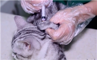 猫咪免疫接种后的不良反应及应对措施!