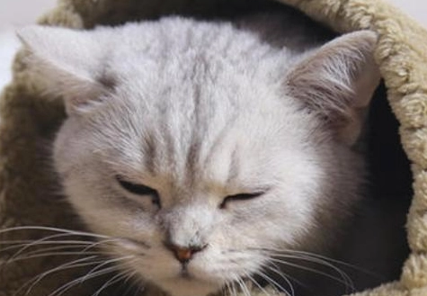 小猫感冒症状能自愈吗为什么呢