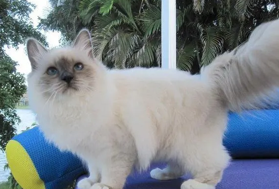 伯曼猫能长多大 图片