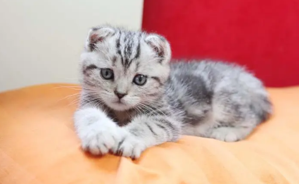 猫用驱虫药使用的时间是什么？猫咪驱虫时间！