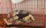 网上买狗安全吗