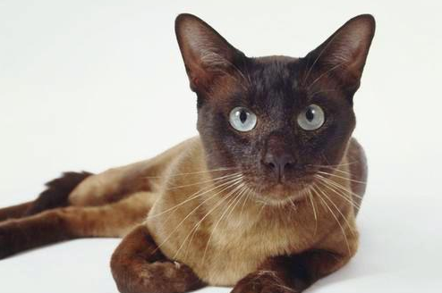 哈瓦那猫的训练注意事项有哪些?新手养猫指南! 哈瓦那猫的训练注意事项有哪些?新手养猫指南!