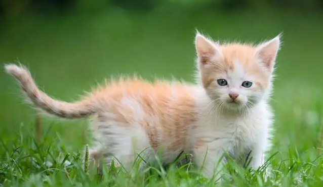 训练猫咪优雅站立的方法,养猫必看!