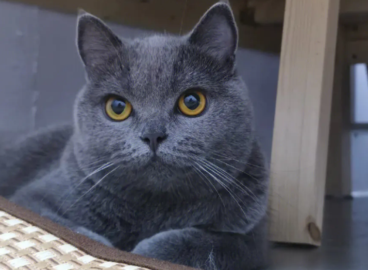 猫舍蓝猫多少钱