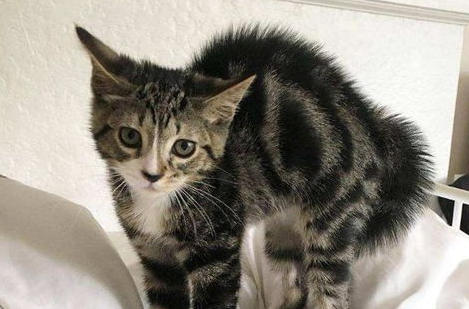 如何安抚炸毛的猫咪，猫咪应激反应！