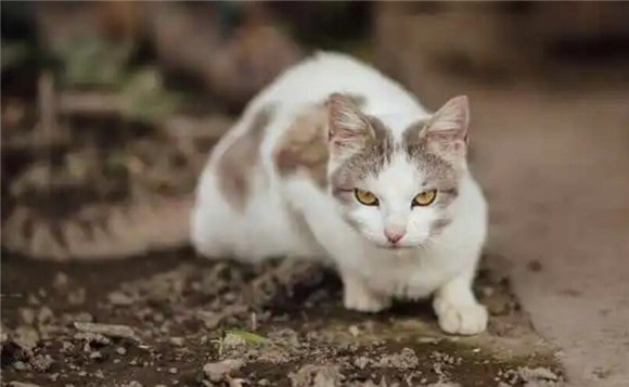 猫吃牛肉好不好